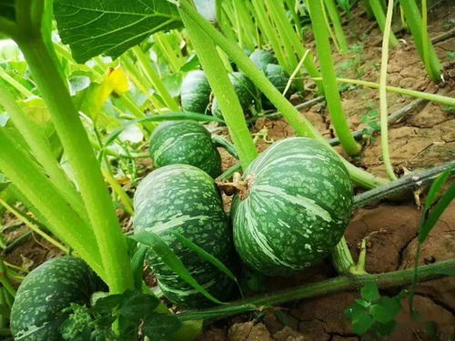 蘭陵長城2020年谷物種植亮點 科技助力豐收，綠色引領發(fā)展