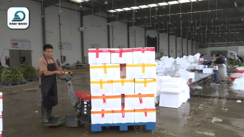 黔西南韭菜成粵港澳大灣區(qū)“菜籃子”搶手貨 分中心日收購(gòu)25噸高效配送